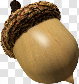 Acorn Nut Oak - Turbosquid Transparent PNG