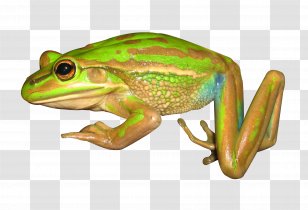 American Bullfrog Tree Frog Art - Pacific Treefrog - Franklin The Turtle Transparent PNG