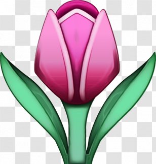 Flower Tulip Tulipa Humilis Plant Petal - Lily Family Flowering Transparent PNG