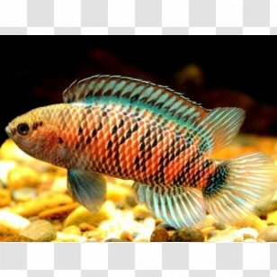 Badis Tropical Fish Aquarium Scarlet - Aquariums Transparent PNG