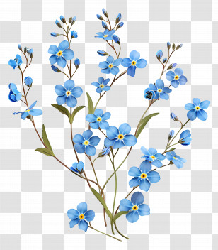 Forget Me Not - Blue Forget-Me-Not Flowers In Bloom Transparent PNG