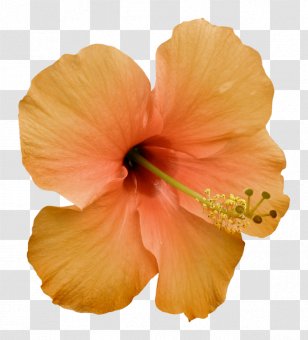 Shoeblackplant Flower Clip Art - Peach Transparent PNG
