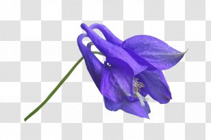 Flower Blue Photography Clip Art - Purple Transparent PNG