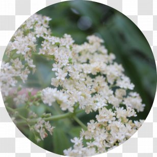 Keyword Tool Herbalism Health Medicine Research - Symptom - Anthriscus Transparent PNG