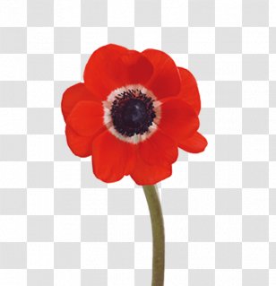 Poppy Charlotte Flower Market Indian Land, South Carolina Mint Hill Cornelius Transparent PNG