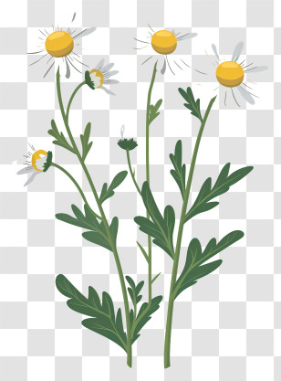 Chamomile - Illustrated Chamomile Plant With Flowers Transparent PNG