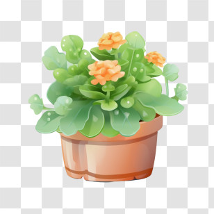 Kalanchoe Plant - Potted Plant With Orange Flowers Transparent PNG