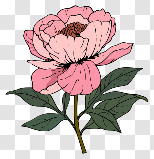 Peony Flower Arrangement - Pink Peony Illustration With Green Leaves Transparent PNG