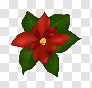 Poinsettia Plant - Red Poinsettia Flower With Green Foliage Transparent PNG