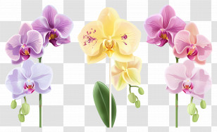 Orchid Flower - Colorful Orchids With Vibrant Blossoms Transparent PNG