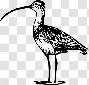 Bird Long-billed Curlew Clip Art - Beak Transparent PNG