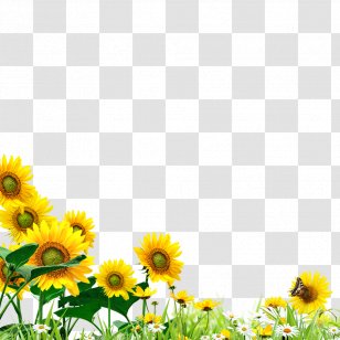 Common Sunflower Yellow Graphic Design - Logo - Hand Material Transparent PNG