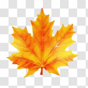 Maple Leaf Image Painting Stock Photography - Flag Of Canada Transparent PNG