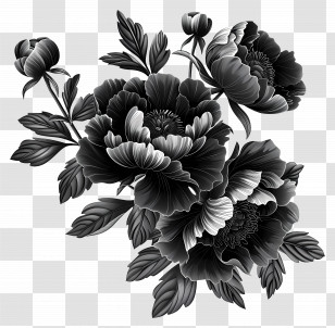 Black Peonies - Monochrome Black Flowers Transparent PNG