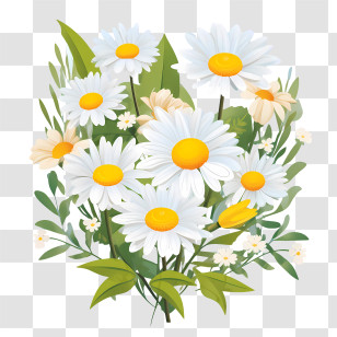 Daisy Flower - Beautiful Daisy Flower Bouquet Illustration Transparent PNG