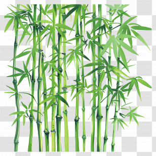 Bamboo Forest - Lush Bamboo Stems And Leaves Transparent PNG