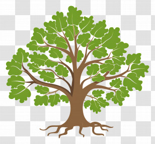 Oak Tree - Green Oak Tree Illustration With Roots Transparent PNG