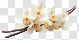 Vanilla Orchid Flowers - White Orchid Flowers Transparent PNG
