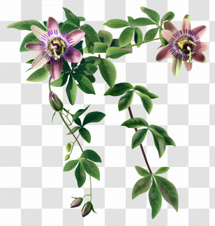 Passion Flower Vine - Passion Flower Vine With Green Foliage Transparent PNG