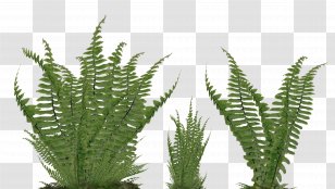 Ostrich Fern Vascular Plant Nephrolepis Exaltata - Rumohra Adiantiformis - Tropical Leaves Transparent PNG
