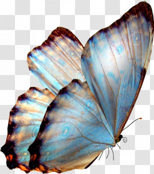 Butterfly Clip Art - Arthropod Transparent PNG