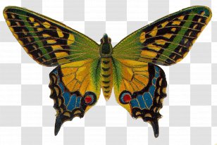 Butterfly Flying Colors Second Nature Album Watercolor Painting - Arthropod Transparent PNG