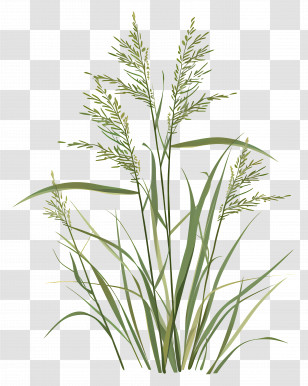 Rice Plants - Tall Green Grass Illustration Transparent PNG
