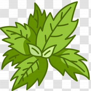 Basil - Illustration Of Fresh Green Mint Leaves Transparent PNG
