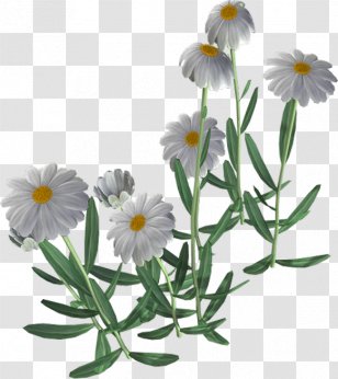 Common Daisy Flower Chamomile - Family - Beautiful Camomile Transparent PNG