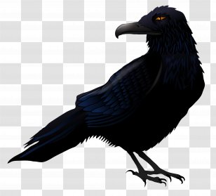 Common Raven Bird Clip Art - Crow - Haunted Vector Clipart Transparent PNG