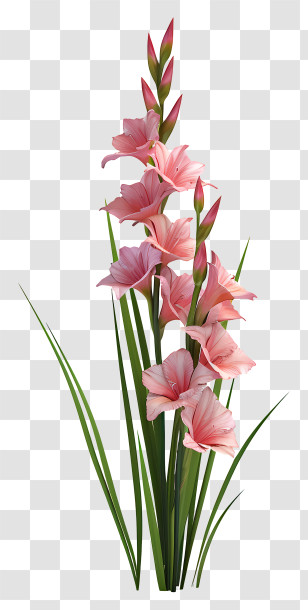 Gladiolus - Pink Gladiolus Flower With Green Leaves Transparent PNG