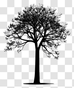 Tree Silhouette - Tree With Sparse Leaves Silhouette Transparent PNG