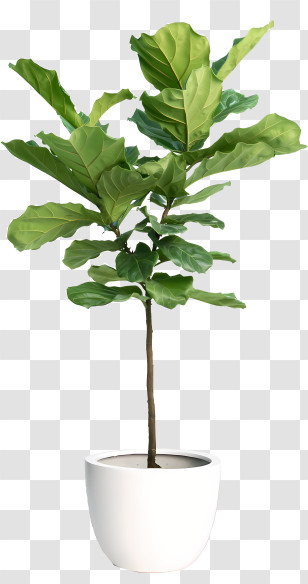 Potted Plants - Fiddle Leaf Fig Plant In White Pot Illustration Transparent PNG