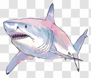 Shark - Artistic Great White Shark Design Transparent PNG