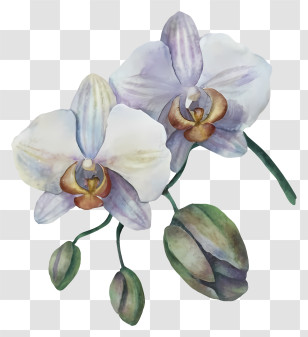 Watercolor Painting - White Orchid Flowers In Artistic Style Transparent PNG