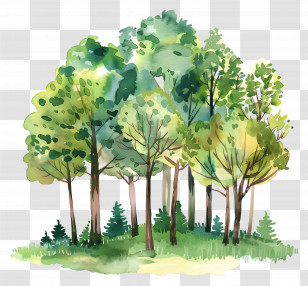 Forest Trees - Watercolor Forest With Green Trees Transparent PNG