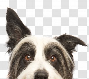 Mesahaus Dog Training Facility Pet Cat Animal Shelter Transparent PNG