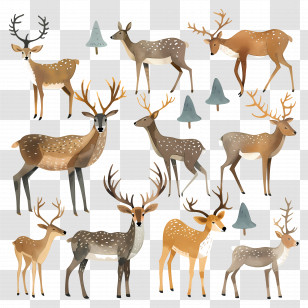 Reindeer - Collection Of Deer Illustrations In Nature Transparent PNG