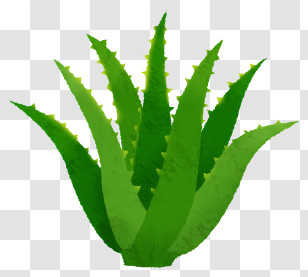 Icon - Aloe Vera Plant With Green Leaves Transparent PNG