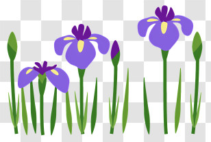 Spring - Purple Iris Flowers Illustration In Botanical Art Style Transparent PNG