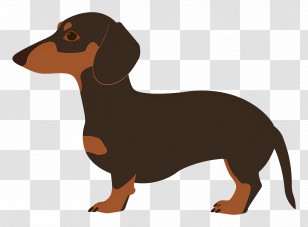 Animated Dog - Illustration Of A Brown Dachshund Dog Transparent PNG