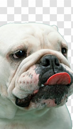 French Bulldog Boxer White English American - British Bulldogs - Melancholy Big Nose Transparent PNG