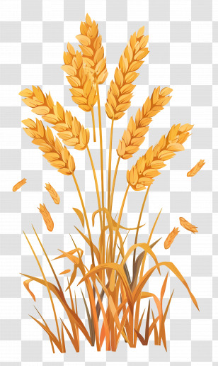 Wheat - Golden Wheat Stalks For Harvest Season Transparent PNG