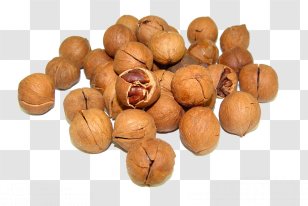 Juglans Pecan Walnut Nutrition - Hazelnut - Cream Transparent PNG