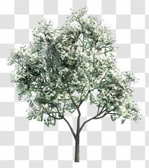 Animated Tree - Realistic Green Tree Illustration Transparent PNG