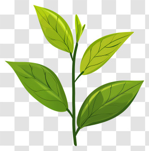 Green Tea Leaf - Green Branch With Fresh Leaves Illustration Transparent PNG