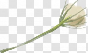Therapy Arvigo Institute LLC Flower Healing Plant Stem - Unbelievable Natural Talent Transparent PNG