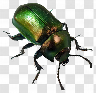 Beetle - Shiny Green Beetle With Detailed Carapace Transparent PNG
