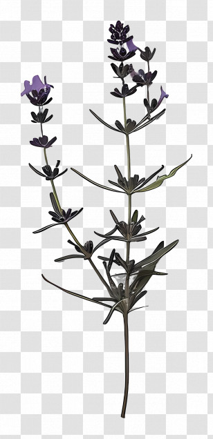 Lavender Plant - Elegant Lavender Sprig Illustration Transparent PNG