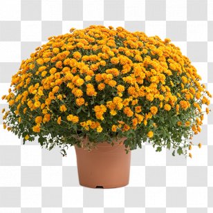 Chrysanthemum O'marchÃ© Fees, Chalette Annual Plant 1 November Horticulture - Pompon Transparent PNG